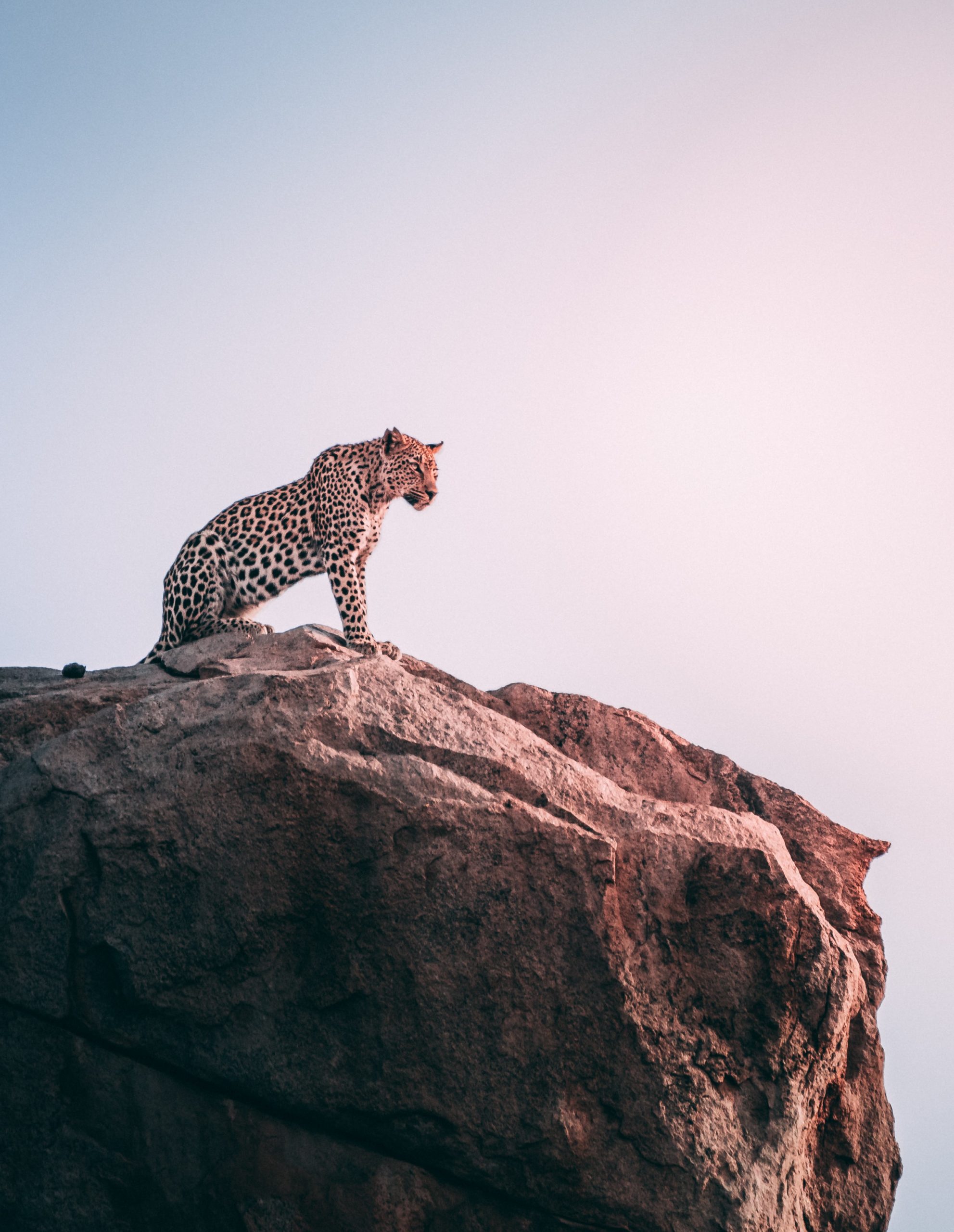 geran-de-klerk-wYy3rvvgjAU-unsplash Bold, Wild - Blog - Dr. Melanie Wenzel